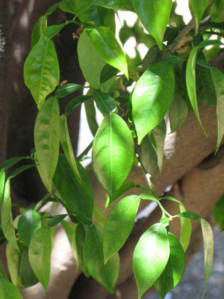              Shade leaves (Riverside, CA)       